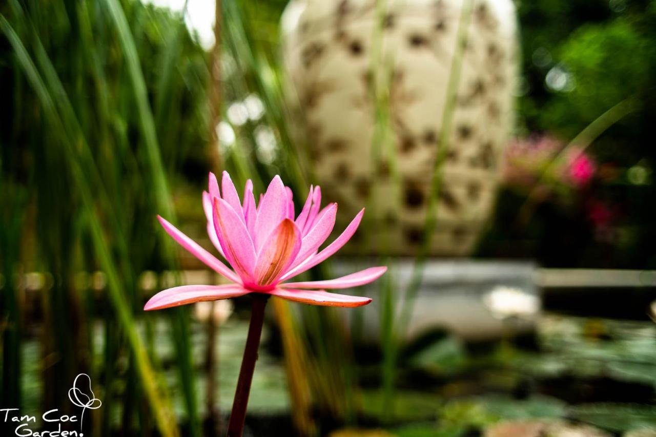 Tam Coc Garden Resort Νιν Μπιν Εξωτερικό φωτογραφία